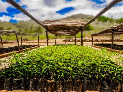 Pépinière d’Eucalyptus robusta : jeunes plants produits à partir de graines sélectionnées et destinés à être plantés dans le cadre du projet DIABE. © M. Andriamanantena, AIM
